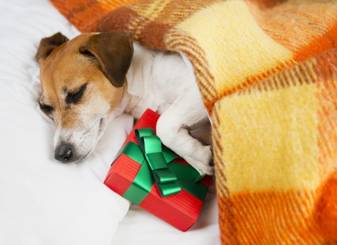 Christmas, winter, holidays, green holidays, green christmas, eco-friendly holidays, consumerism, materialism, charity, gifts, christmas tree, holiday food, kindness to animals