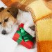 Christmas, winter, holidays, green holidays, green christmas, eco-friendly holidays, consumerism, materialism, charity, gifts, christmas tree, holiday food, kindness to animals