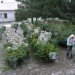 Green Rabbit Live Christmas Tree, living christmas tree, green rabbit nursery, austria, eco christmas tree, green christmas tree
