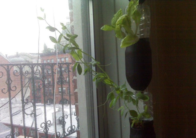 hanging planter, snap peas, growing snap peas indoors, winter food gardening, indoor winter food garden, upside down bottle planter peas