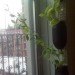 hanging planter, snap peas, growing snap peas indoors, winter food gardening, indoor winter food garden, upside down bottle planter peas