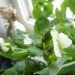 indoor winter gardening, growing peas, peas indoors, windowsill farming, growing food indoors