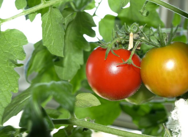 indoor tomatoes, tomatoes, winter tomatoes, tomatoes indoors in winter, winter food gardening