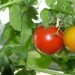 indoor tomatoes, tomatoes, winter tomatoes, tomatoes indoors in winter, winter food gardening