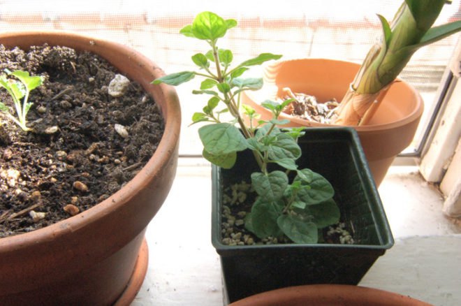 growing kale indoors, kale, oregano, growing oregano, winter kale garden, indoor farming