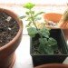 growing kale indoors, kale, oregano, growing oregano, winter kale garden, indoor farming