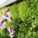 Terapia Urbana, Slimgreenwall, living wall, green wall, sustainable design, green design, gardening, green interiors, Lourdes Zarza, Ayesa Advanced Technologies, La Cartuja, Seville, spain