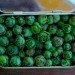 Terrarium, top 10, DIY, holiday, gift guide, gardening, plants, christmas