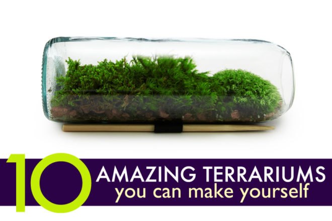 Terrarium, top 10, DIY, holiday, gift guide, gardening, plants, christmas