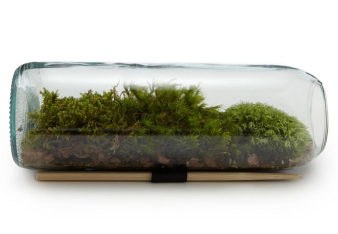 Terrarium, top 10, DIY, holiday, gift guide, gardening, plants, christmas