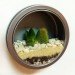 Terrarium, top 10, DIY, holiday, gift guide, gardening, plants, christmas