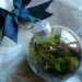 Terrarium, top 10, DIY, holiday, gift guide, gardening, plants, christmas