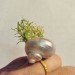 Terrarium, top 10, DIY, holiday, gift guide, gardening, plants, christmas