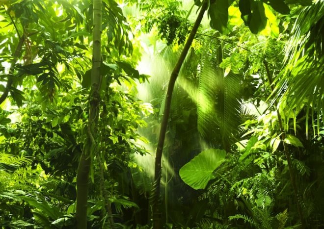 Dr Julie Kunen, WCS, Maya Biosphere Reserve, 21-12-12, Apocalypse, Baktun, nature, environment, news, tropical forest, certified timber, natural protected areas,