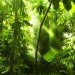 Dr Julie Kunen, WCS, Maya Biosphere Reserve, 21-12-12, Apocalypse, Baktun, nature, environment, news, tropical forest, certified timber, natural protected areas,
