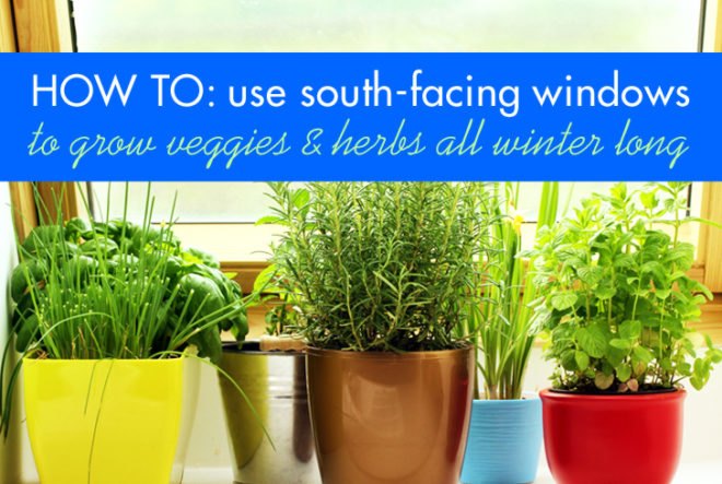 indoor winter gardening, growing peas, peas indoors, windowsill farming, growing food indoors