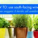 indoor winter gardening, growing peas, peas indoors, windowsill farming, growing food indoors