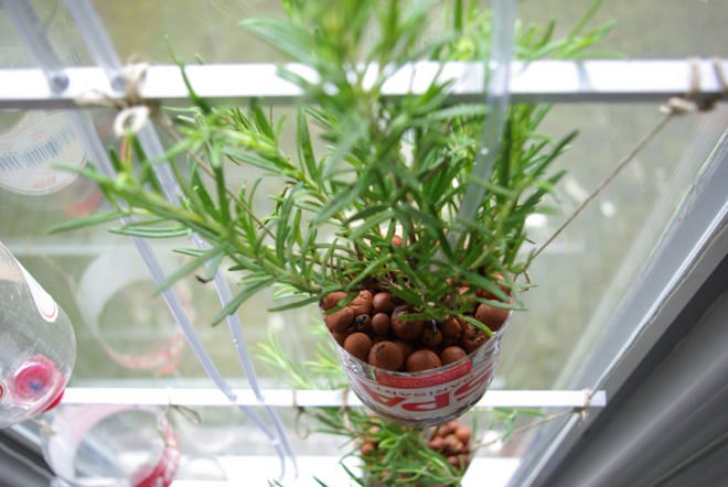 rosemary on a windowsill, rosemary, rosemary herb, growing herbs indoors, culinary herbs indoors, indoor winter food gardening