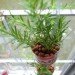 rosemary on a windowsill, rosemary, rosemary herb, growing herbs indoors, culinary herbs indoors, indoor winter food gardening