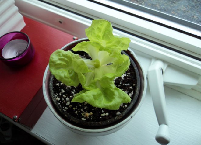 lettuce, growing lettuce indoors, winter lettuce, indoor winter farming, indoor food growing