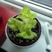 lettuce, growing lettuce indoors, winter lettuce, indoor winter farming, indoor food growing