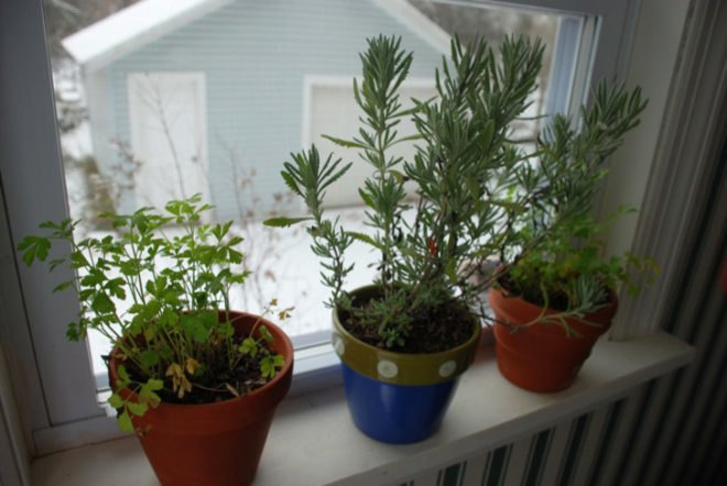 growing herbs indoors, rosemary, cilantro, parsley, winter indoor herb garden, indoor winter food garden
