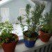 growing herbs indoors, rosemary, cilantro, parsley, winter indoor herb garden, indoor winter food garden
