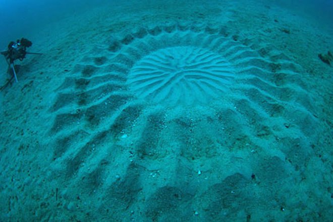 Yoji Ookata, Mystery Circle, puffer fish, crop circle, underwater design, Art, Animals, Water Issues, japan, deep-sea photography
