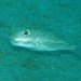 Yoji Ookata, Mystery Circle, puffer fish, crop circle, underwater design, Art, Animals, Water Issues, japan, deep-sea photography