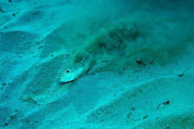 Yoji Ookata, Mystery Circle, puffer fish, crop circle, underwater design, Art, Animals, Water Issues, japan, deep-sea photography