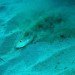 Yoji Ookata, Mystery Circle, puffer fish, crop circle, underwater design, Art, Animals, Water Issues, japan, deep-sea photography