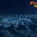 Yoji Ookata, Mystery Circle, puffer fish, crop circle, underwater design, Art, Animals, Water Issues, japan, deep-sea photography