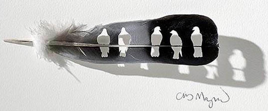 Chris Maynard, feather art, featherfolio, feathers, feather design