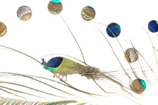 Chris Maynard, feather art, featherfolio, feathers, feather design