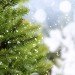 christmas tree, climate change, spruce, fir, pine, birch, Sweden, Lund University, methane, greenhouse gases