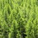 christmas tree, climate change, spruce, fir, pine, birch, Sweden, Lund University, methane, greenhouse gases