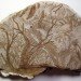 corey corcoran, mushroom, artist conk. etchings, illustration, engraving, plants, insects, figures