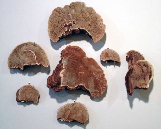 corey corcoran, mushroom, artist conk. etchings, illustration, engraving, plants, insects, figures
