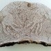 corey corcoran, mushroom, artist conk. etchings, illustration, engraving, plants, insects, figures