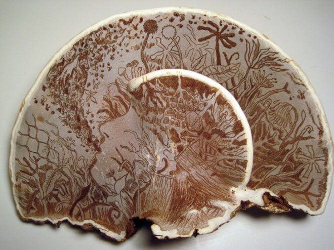 corey corcoran, mushroom, artist conk. etchings, illustration, engraving, plants, insects, figures