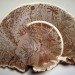 corey corcoran, mushroom, artist conk. etchings, illustration, engraving, plants, insects, figures