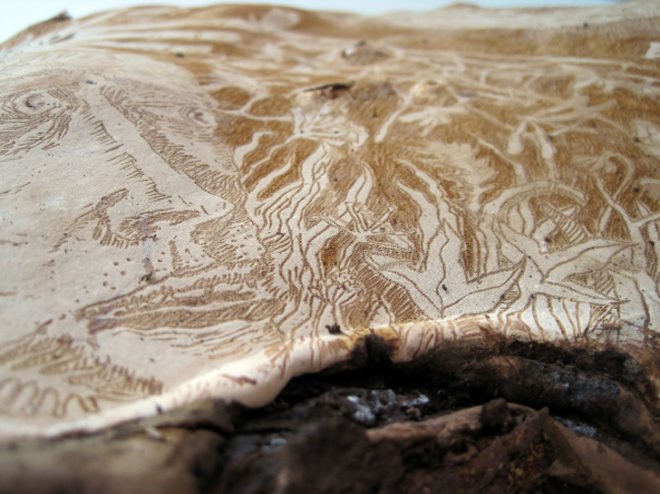 corey corcoran, mushroom, artist conk. etchings, illustration, engraving, plants, insects, figures