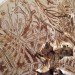 corey corcoran, mushroom, artist conk. etchings, illustration, engraving, plants, insects, figures