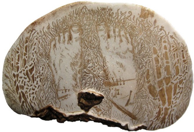 corey corcoran, mushroom, artist conk. etchings, illustration, engraving, plants, insects, figures