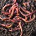 Charlotte Douglas International Airport, red wigglers, composting, fertilizer, recycling, recyclables, North Carolina, USA, food waste, divert waste from the landfill, news, environment, recycling initiatives