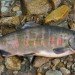 Genetically engineered Atlantic salmon, genetically engineered fish, FDA, AquaAdvantage salmon, environmental concerns, wild salmon industry, human health, salmon growth hormone, frankenfish, genetically altered food, federal health regulators, environmental destruction, health organizations, Pacific Chinook salmon
