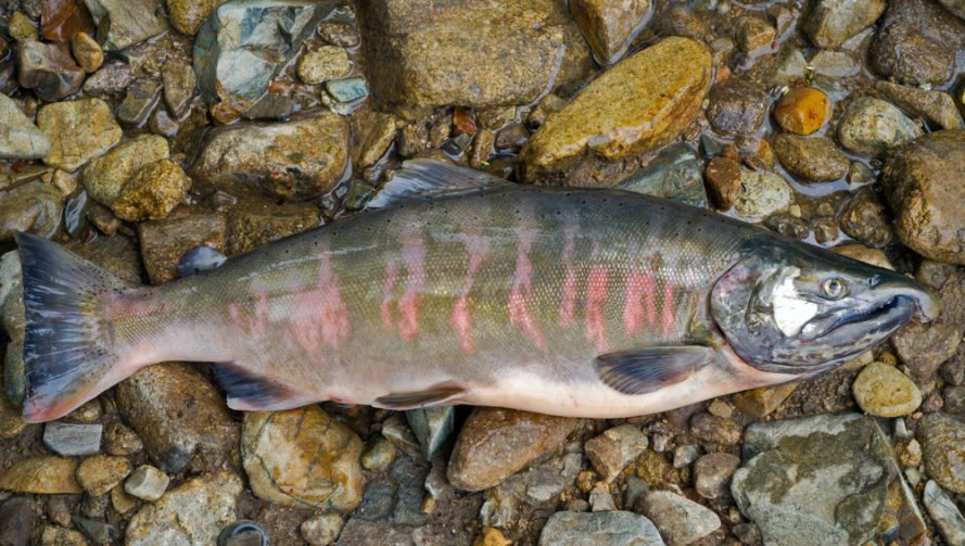 Genetically engineered Atlantic salmon, genetically engineered fish, FDA, AquaAdvantage salmon, environmental concerns, wild salmon industry, human health, salmon growth hormone, frankenfish, genetically altered food, federal health regulators, environmental destruction, health organizations, Pacific Chinook salmon