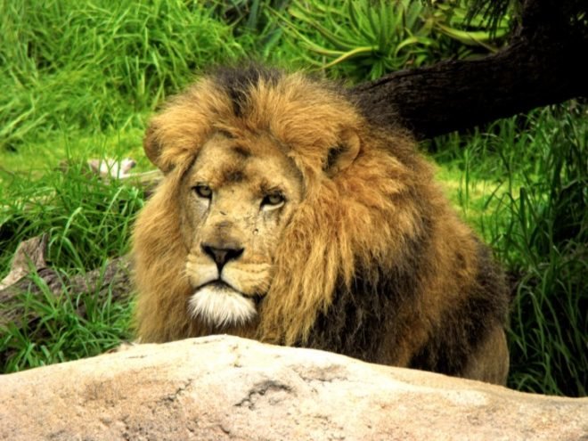 sport hunting, lions, leopards, zambia, botswana, kenya, poaching, african conservation, africa, david attenborough, endangered wild cats, wild cats, hunting ban,