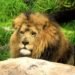 sport hunting, lions, leopards, zambia, botswana, kenya, poaching, african conservation, africa, david attenborough, endangered wild cats, wild cats, hunting ban,