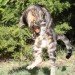 Killer cats, Cats Kill Billions of Animals, Feral cat hunting, killer house cat, Smithsonian Conservation Biology Institute feline study, Fish and Wildlife Service cat study, wild cat behavior, animal research, neuter and release programs